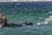 Ballena 'Timmy' remolcada al mar tras un mes varada en Alemania