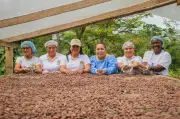 Cacao Amazónico: Mujeres de Caquetá transforman su territorio y siembran paz