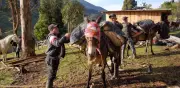 Campesinos de Uribe (Meta) construyen carretera con recursos propios ante abandono estatal