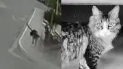 Capturan en flagrancia a hombre que aplastó a golpes a un gato en Ocaña