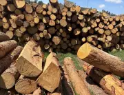 CAR descubre tala ilegal y producción de carbón en zona protegida de Chocontá