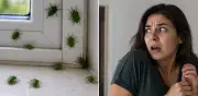 Chinches verdes en casa: qué significan y cómo retirarlas sin riesgos