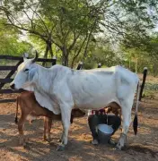 Colombia bate récord histórico en producción lechera con 8.405 millones de litros en 2025