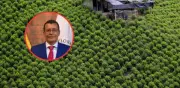 Coronel retirado analiza fracaso de erradicación forzada de cultivos ilícitos en Colombia