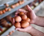 Crisis en el sector avícola: 10 millones de huevos represados por bloqueos viales