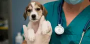 Día del Veterinario: claves para consultas sin estrés en perros y gatos