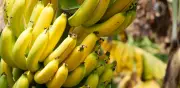 De desechos a innovación: los troncos de banano revolucionan la industria textil y del papel
