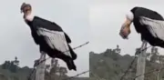 Deportista capta encuentro cercano con majestuoso cóndor de los Andes en el Parque Puracé