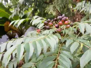 El árbol de curry: mucho más que un condimento, una planta aromática con historia y beneficios