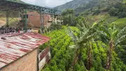 Escuela en Argelia, Cauca, siembra alternativas legales frente a cultivos de coca