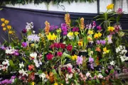 Exposición de orquídeas en Bucaramanga: belleza y conservación