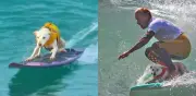 Fallece Sugar, la perrita pentacampeona mundial de surf canino tras batalla contra el cáncer