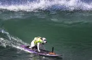 Fallece Sugar, la perrita surfista que conquistó el mundo con su alegría y resiliencia