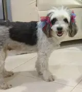 Familia en Cartagena busca desesperadamente a su perrita Sochy desaparecida