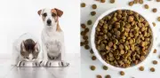 Frecuencia de alimentación en perros y gatos: recomendaciones según edad