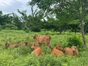 Ganadería regenerativa en Santander: El secreto está en el 'efecto pisoteo' y dietas biodiversas