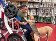 Gimnasio en México se convierte en refugio para perros y gatos abandonados