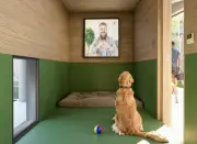 Hogares de paso: la alternativa temporal que salva vidas de animales rescatados en Colombia