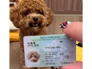 Hong Kong implementa tarjetas de identidad para mascotas: ¿Colombia sigue el camino?
