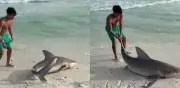Joven arriesga su vida para rescatar a tiburón herido varado en playa de Florida