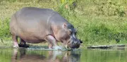 Juez avala eutanasia de hipopótamos en Colombia y descarta alternativas no letales