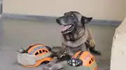 La Defensa Civil Dominicana despide con honores a Bruno, perro rescatista de 17 años