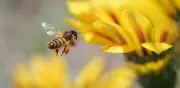 La visita de una abeja a su hogar: señal de prosperidad y equilibrio ecológico