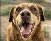 Leandro, un perro anciano de 14 años, busca hogar definitivo en Chocontá tras vivir en las calles