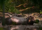 Magnate indio ofrece salvar 80 hipopótamos de Pablo Escobar en Colombia