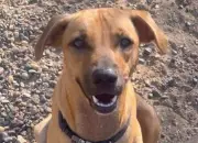 María Paz, la perrita criolla que espera un hogar en Barranquilla tras casi un año en fundación