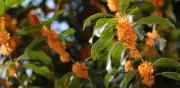 Osmanto: el árbol que perfuma tu casa y crece en maceta