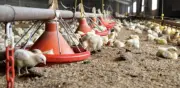 Paro por avalúos catastrales amenaza con desabastecimiento de pollo y huevo en Colombia