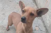 Perrita Bambi es arrojada en costal a fundación animal en Chocontá y requiere atención urgente