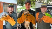 Policía captura a 411 personas por tráfico ilegal de fauna y flora en Semana Santa