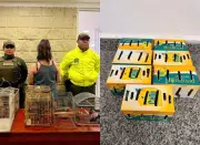 Policía incauta 18 aves silvestres en aeropuerto de Cartagena a pasajera mexicana