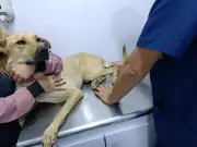 Pony, perro rescatado de la calle, necesita ayuda para tratar secuelas neurológicas