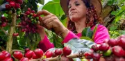 Producción cafetera colombiana se desploma 29% en marzo por impacto climático