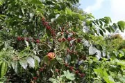 Producción de café en Colombia cae 29% en marzo por impacto climático