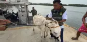 Rescatan a burro Apolo tras ser usado como 'tiro al blanco' en Isla Grande y activan plan de recuperación integral