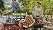 Santander celebra a sus 22 mil familias cacaoteras en su día, líder nacional con reconocimiento global