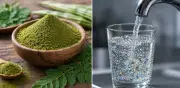 Semillas de moringa eliminan 98% de microplásticos del agua