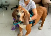 Tambor, el perro terapeuta de la Clínica Medellín, se jubila tras 7 años de servicio