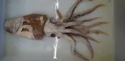 Tras 70 años, el 'calamar del Poseidón' hallado en una ballena es una nueva especie marina