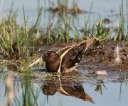 Tribunal Ambiental ordena arresto de ejecutivos por dañar humedal protegido en Lampa