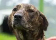 Vela, la perrita rescatada que busca un hogar definitivo tras ser devuelta al refugio