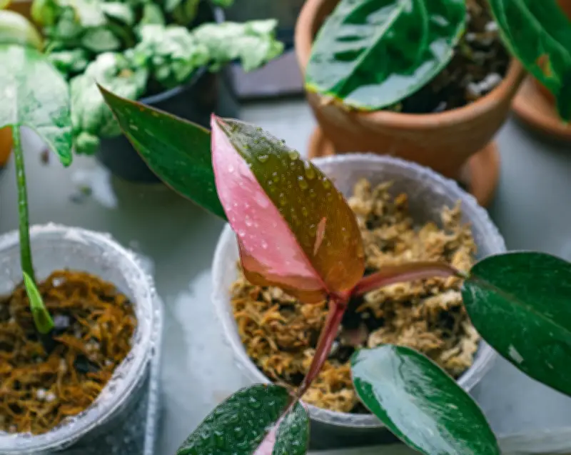 5 filodendros para tener en casa y cómo cuidarlos