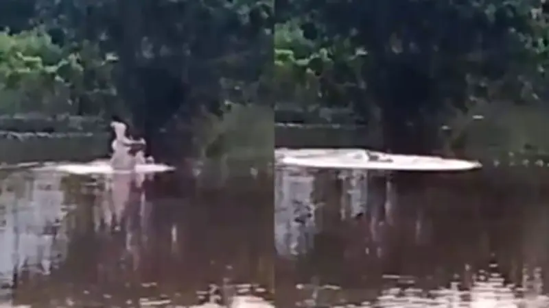 Alerta en Barrancabermeja por cuarto avistamiento de hipopótamo