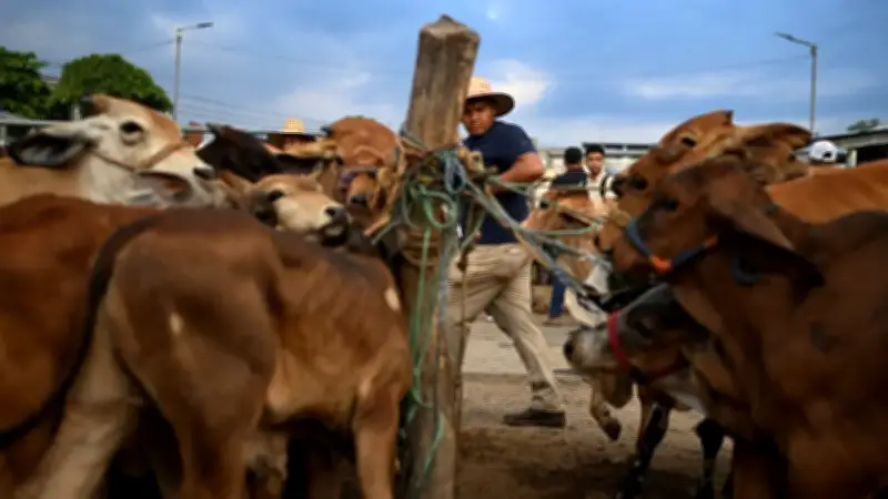Alerta en el Caribe: 6.400 ganaderos afectados por el fenómeno de El Niño