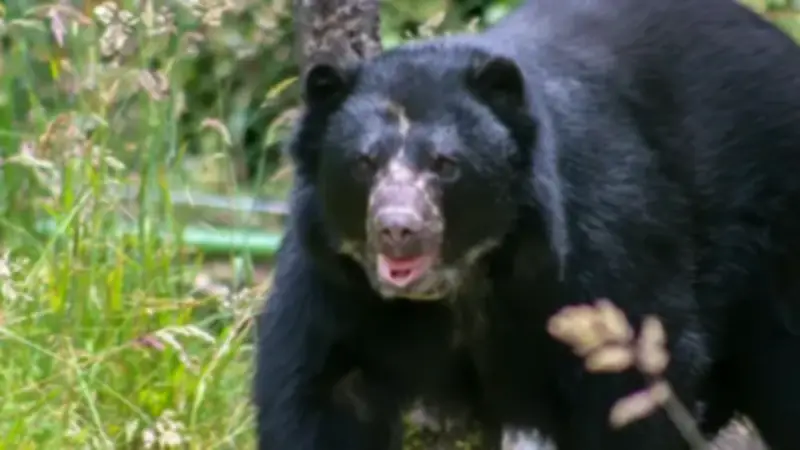 Alianza 'Conservamos la Vida' reporta aumento del 52% al 76% en presencia de Oso andino