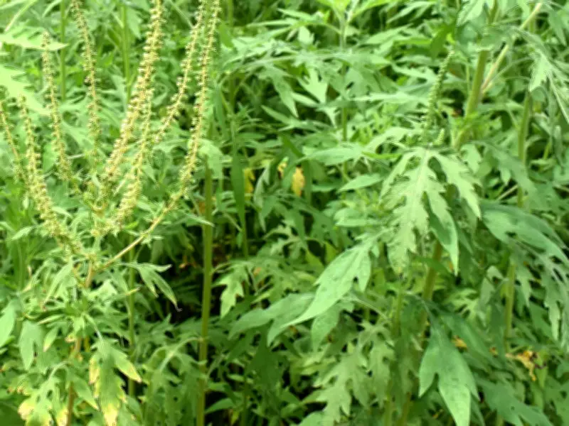 Altamisa: la planta medicinal de América con usos tradicionales